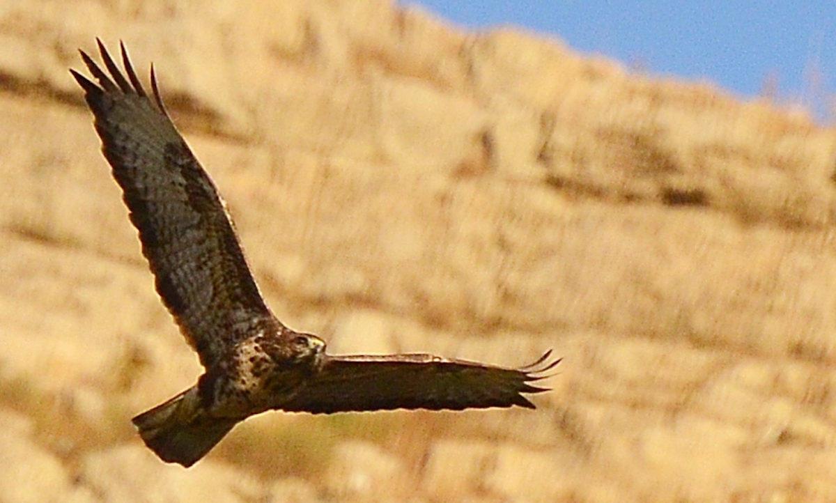 DSC_9636 -elie khalil