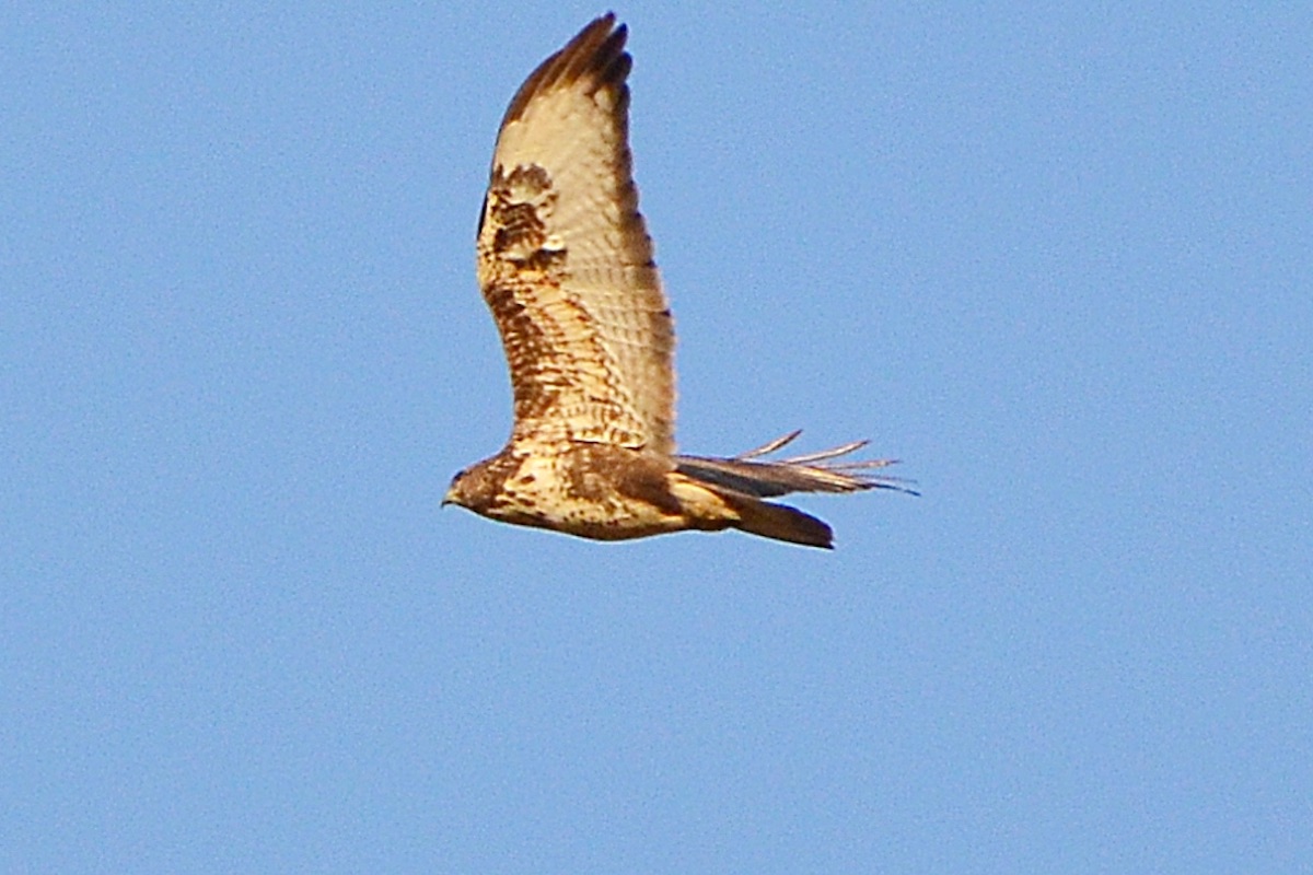 Elie Khalil Bird