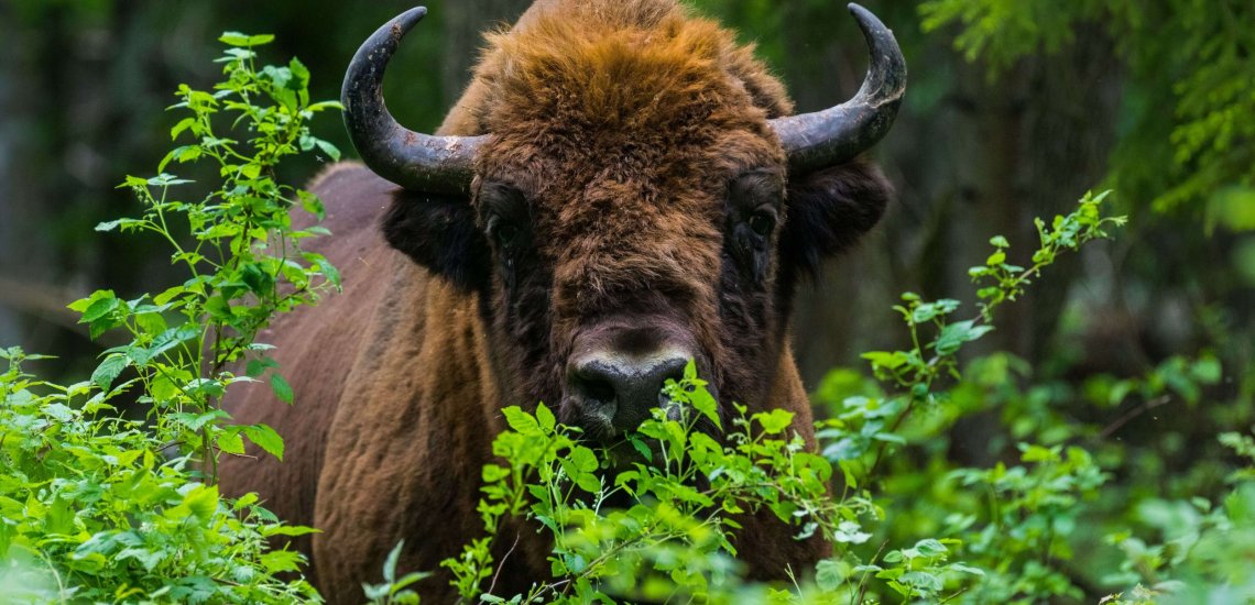 european_bison_c_rafal_kowalczyk_image_3_1