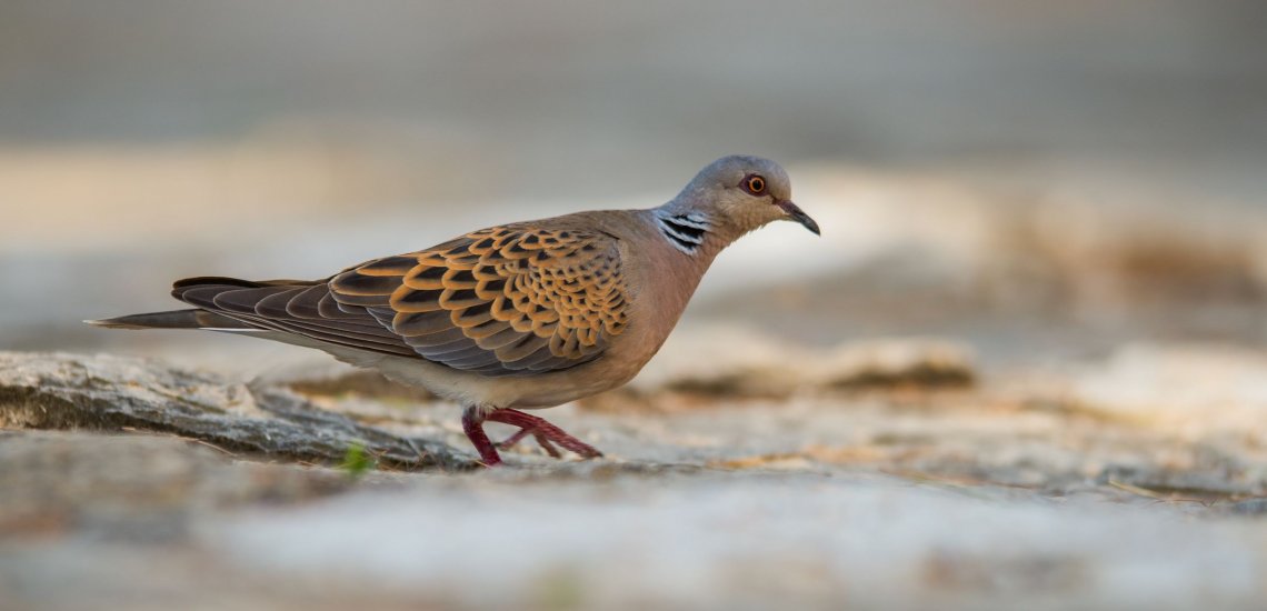 turtle-dove_cso_jiri_vondracek_2