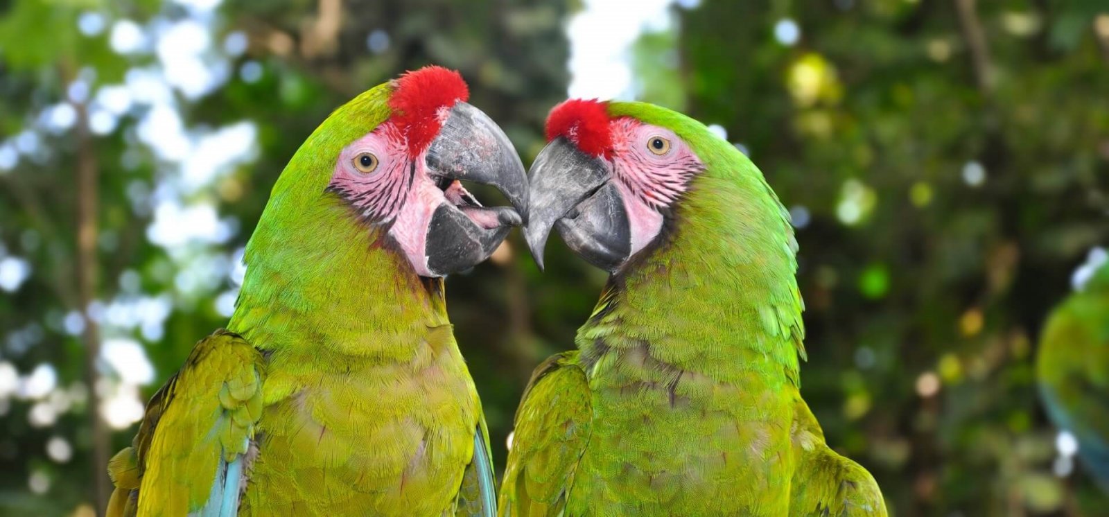 great_green_macaw_c_evgeniapp_shutterstock_smaller_2