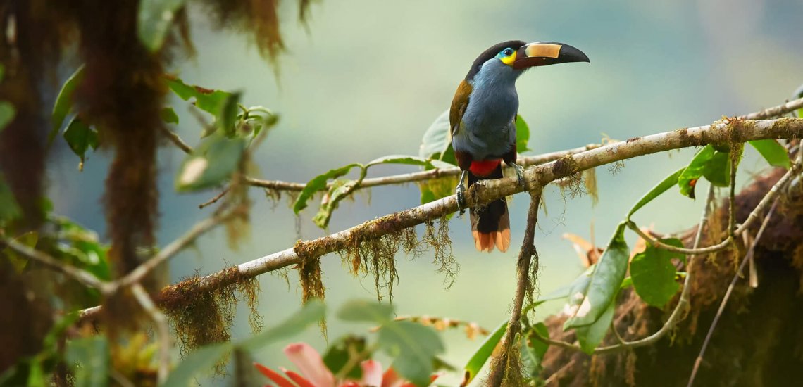 andean_cloud_forest_c_martin_mecnarowski_insta_1_cropped