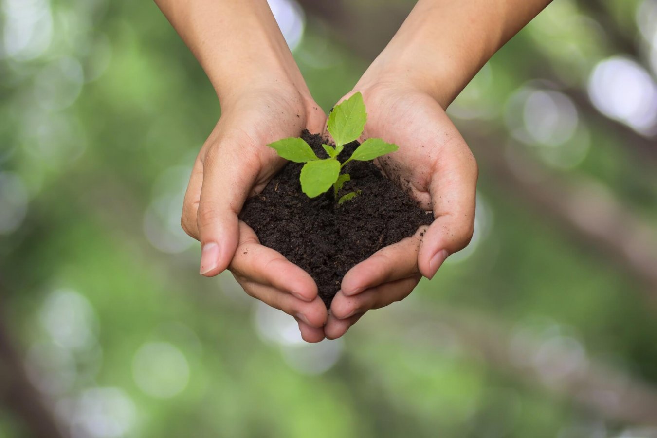 hands_holding_growing_seed_c_chainarong06_shutterstock_smaller_1