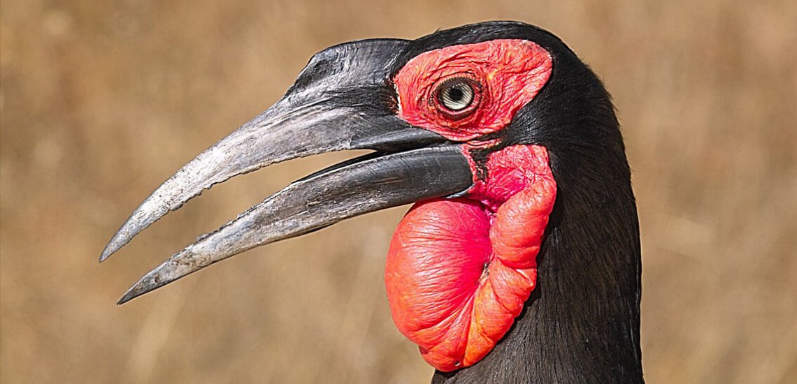 southern_gournd-hornbill_headshot_c_arno_meintjes_flickr_1