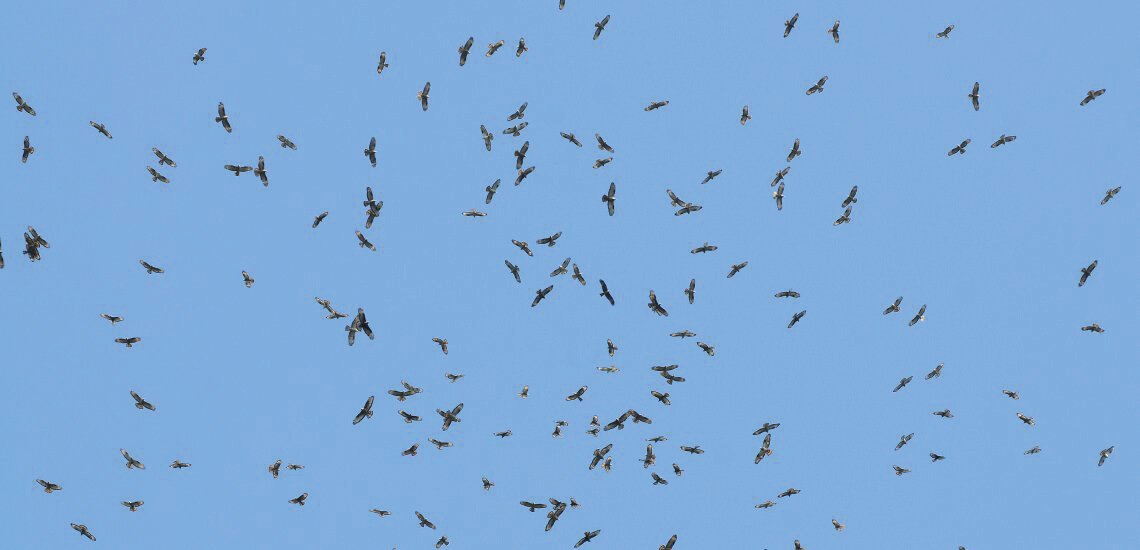 kettling_raptors_batumi_c_christian_gelpke_1