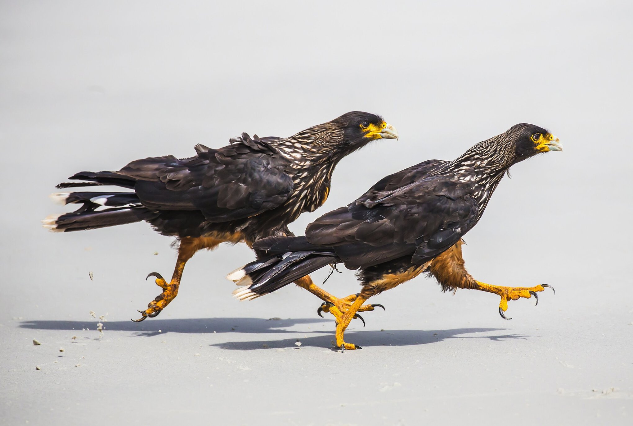 05072021_Birds_1318012-2040x1371