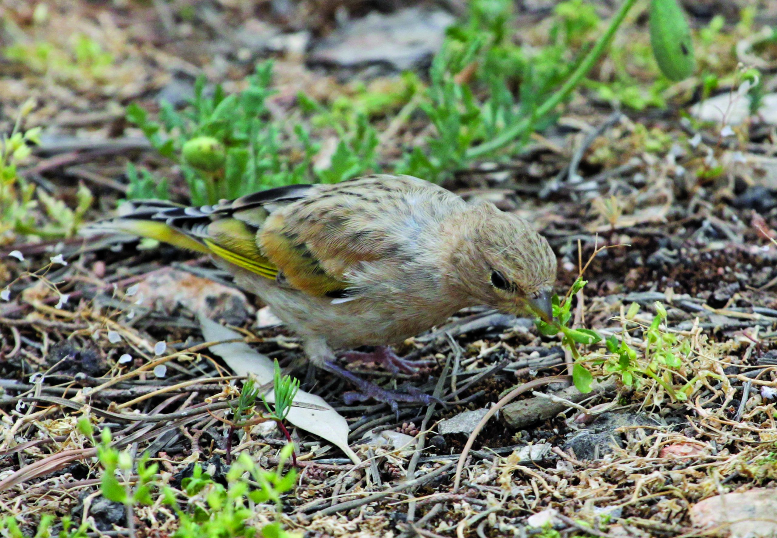11-Syrian Serin_credit Ghassan Ramadan-Jaradi