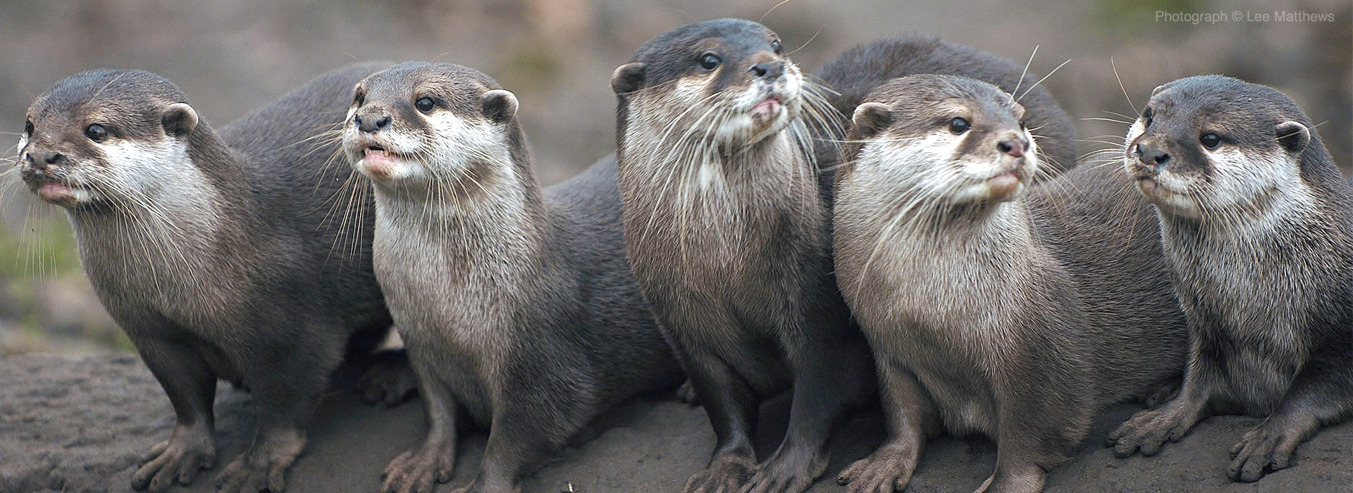 Otter