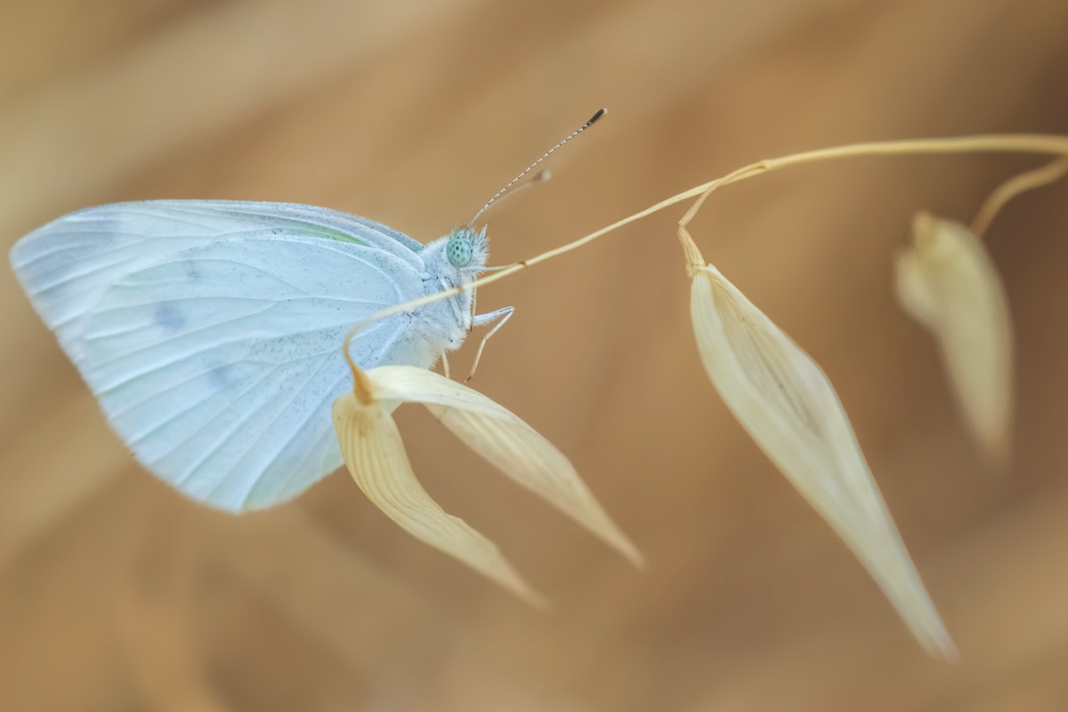 SPNL Butterfly Garden