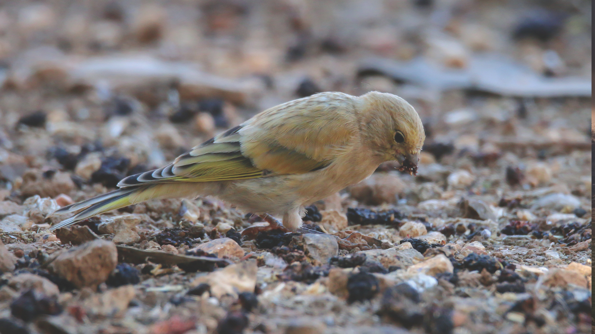 SYRIAN SERIN Fouad Itani