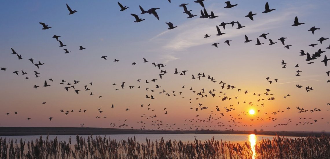wadden_sea_c_travelpeter_shutterstock_smaller_1