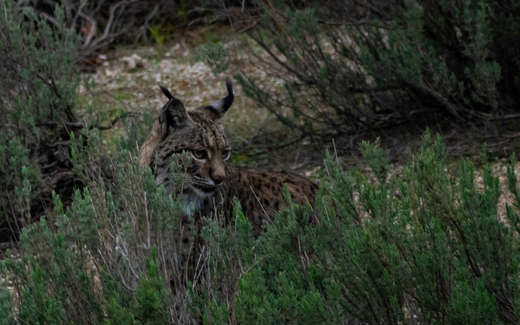 Lynx-pardelle-c-Pierre-Mallet-Copier-1024x640
