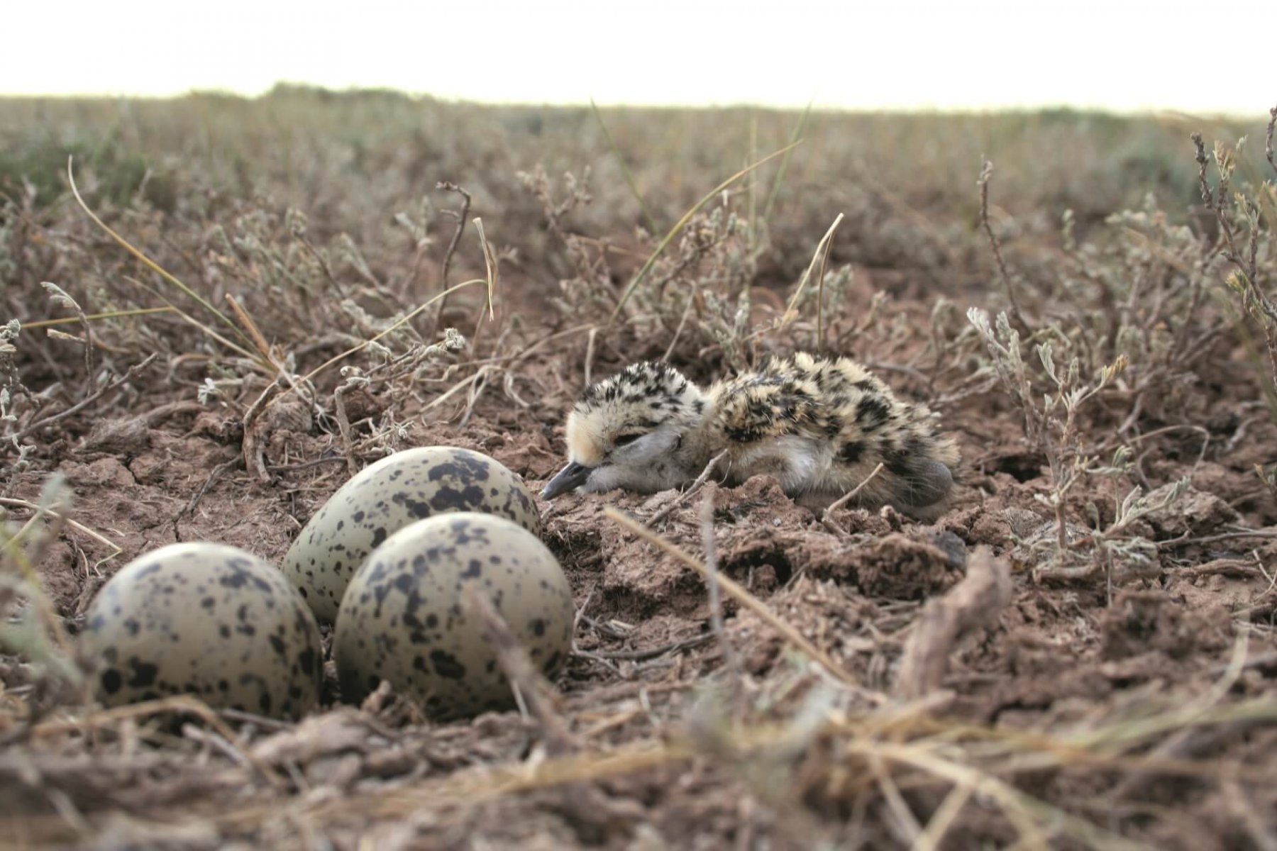 sociable_lapwing_chick_eggs_c_rob_sheldon_smaller_1