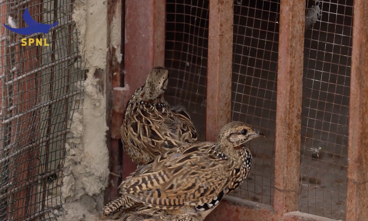 Black Francolin Hima Jahliyeh