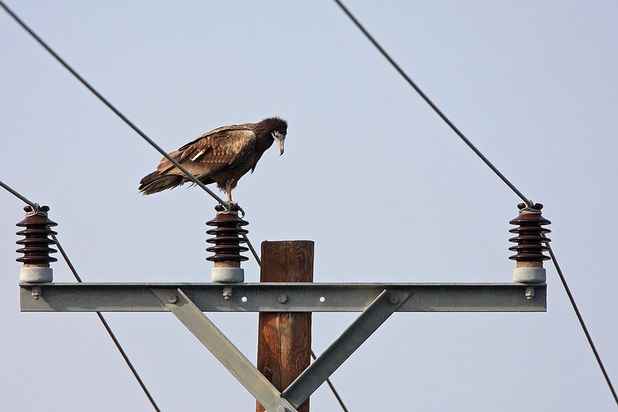 egyptian_vulture_andraskovacs_1