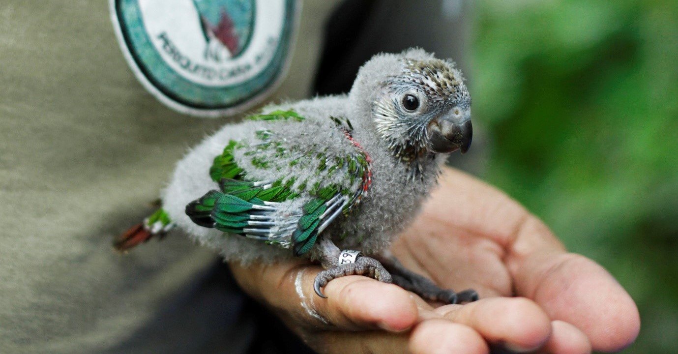 grey-breaseted_parakeet_baby_c_fabio_nunes_2