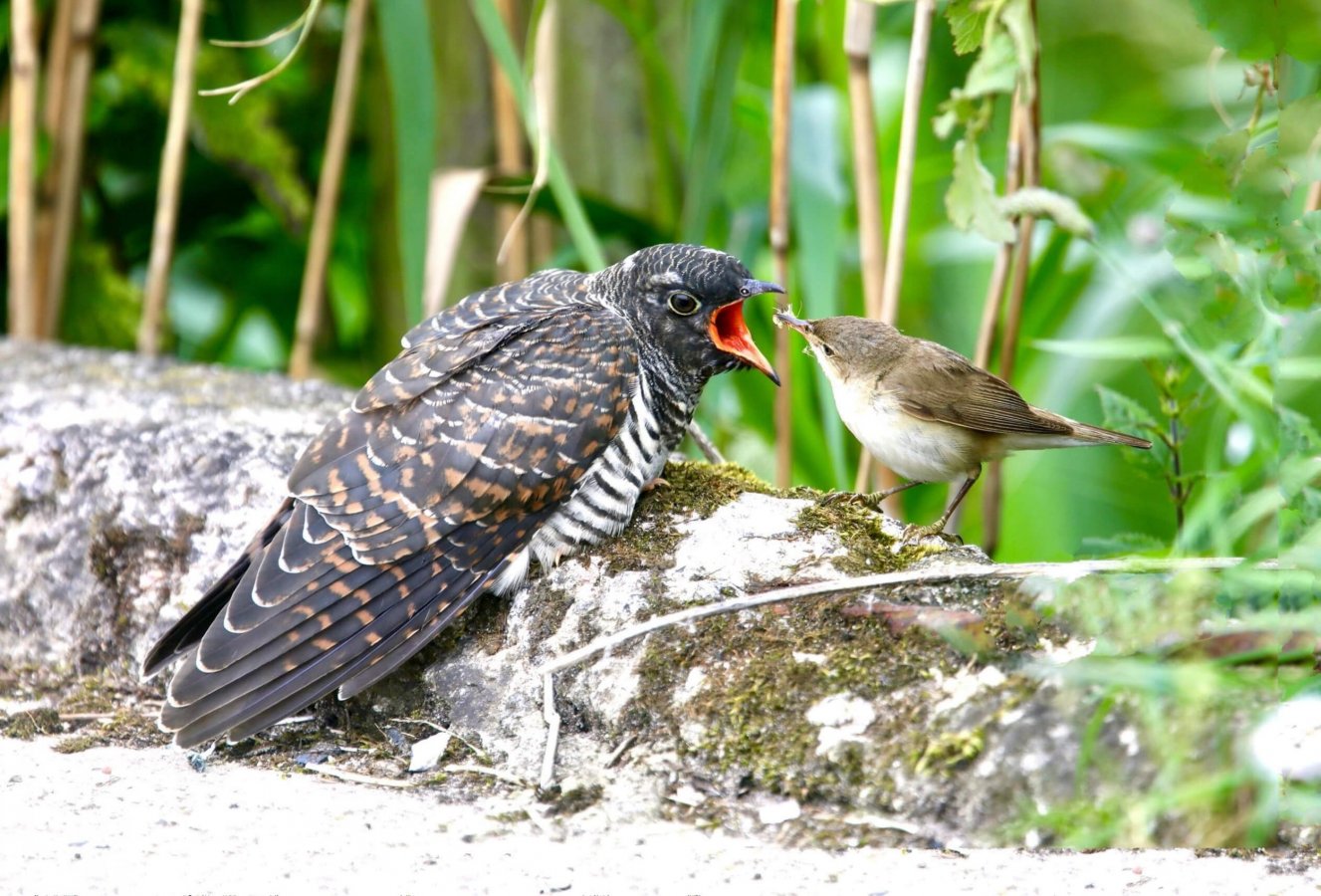 cuckoo_chick_being_fed_c_vladimir_turkenich_shutterstock_1