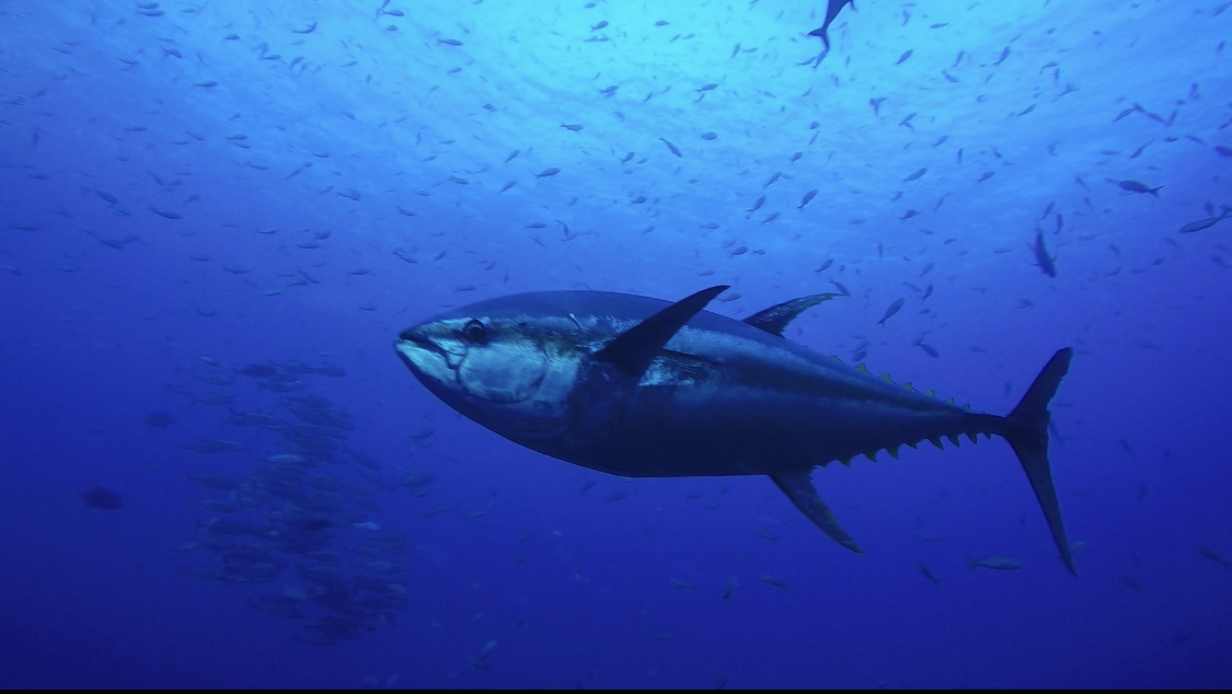 yellowfin_tuna_thunnus_albacares_c_martin_gil_gallo_cc_by-nc