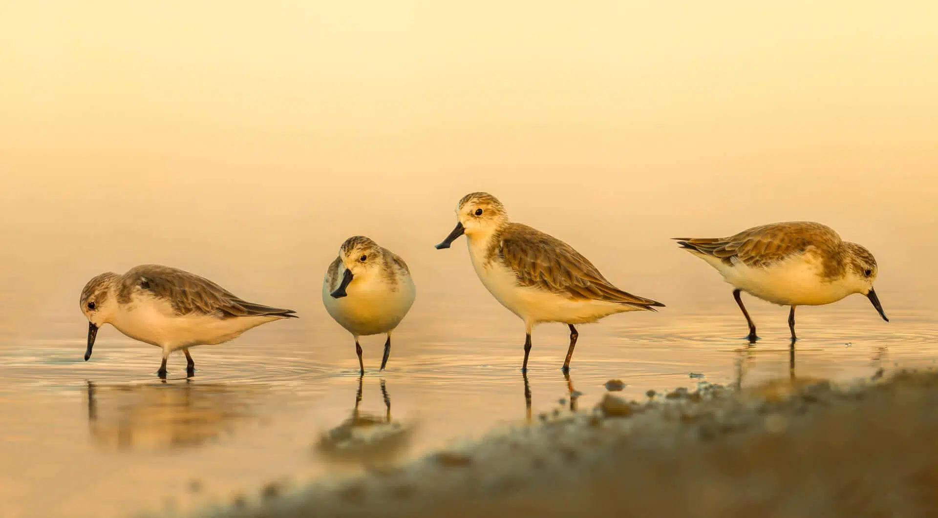 Asia_Spoon-billed_Sandpiper_©_kajornyot-wildlife-photography-1-1