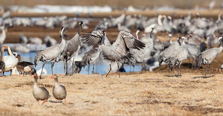 avian_influenza_article_2