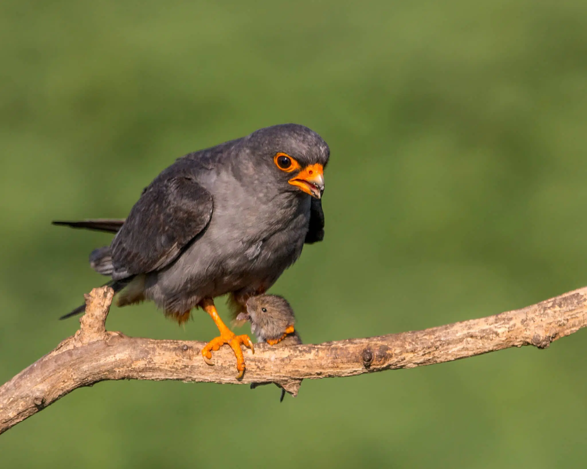 Male_Red-footed_Falcon_2_©_Andy_Morffew-scaled