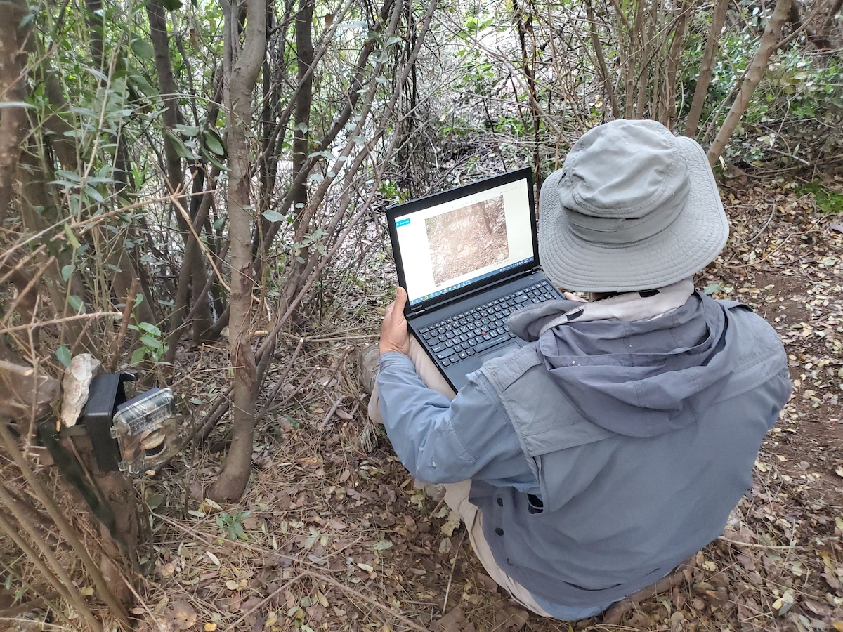 Checking data collected on camera traps