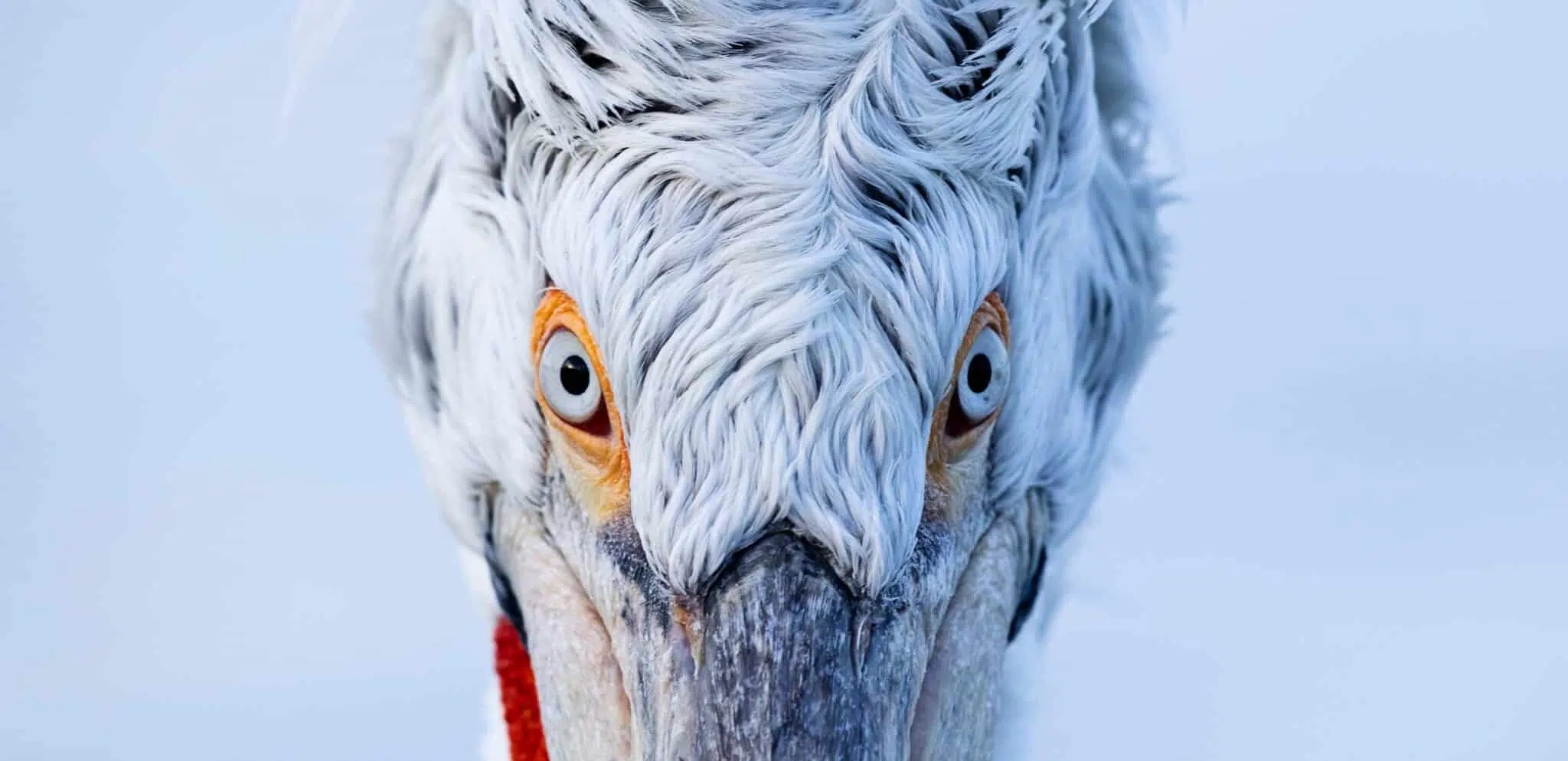 Pelican_portrait_high-res-scaled