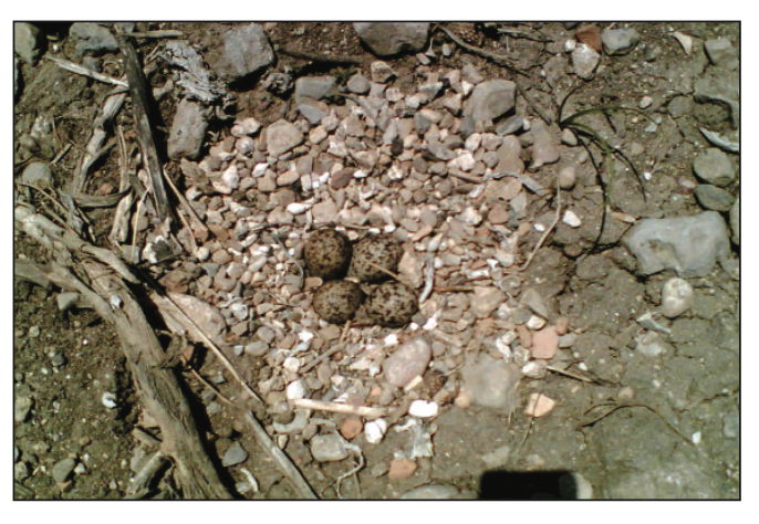 Nest of Spur-winged Lapwing Vanellus spinosus at Ras el Ain in the Tyre Coast nature reserve Plate 1. Nest of Spur-winged Lapwing Vanellus spinosus at Ras el Ain in the Tyre Coast nature reserve, May 2006. © Farhat Farhat.