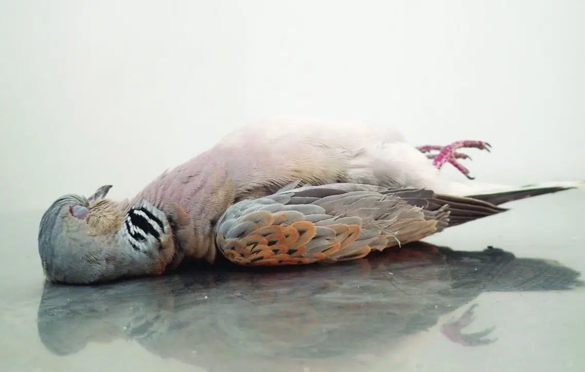 Turtle-dove_BirdLife-Malta-1-1 Illegal killing has contributed to the population collapse of the once widespread European Turtle-dove © BirdLife Malta