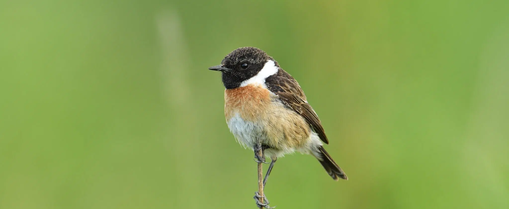 Image20231003161458-scaled Picture by Yves Adams European stonechat, Saxicola rubicola