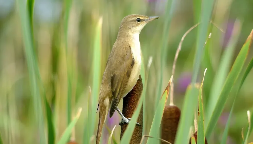 The 2023 Red List update reveals hope for birds in crisis Society for