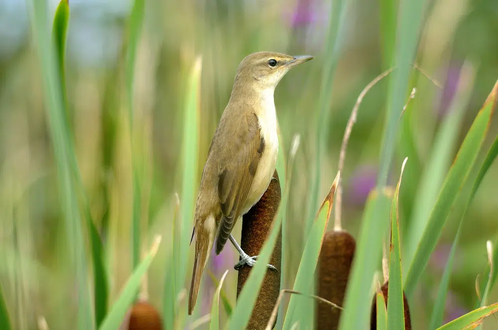 shutterstock_393870715 Millerbird © Shutterstock/Prokaev Vladimir
