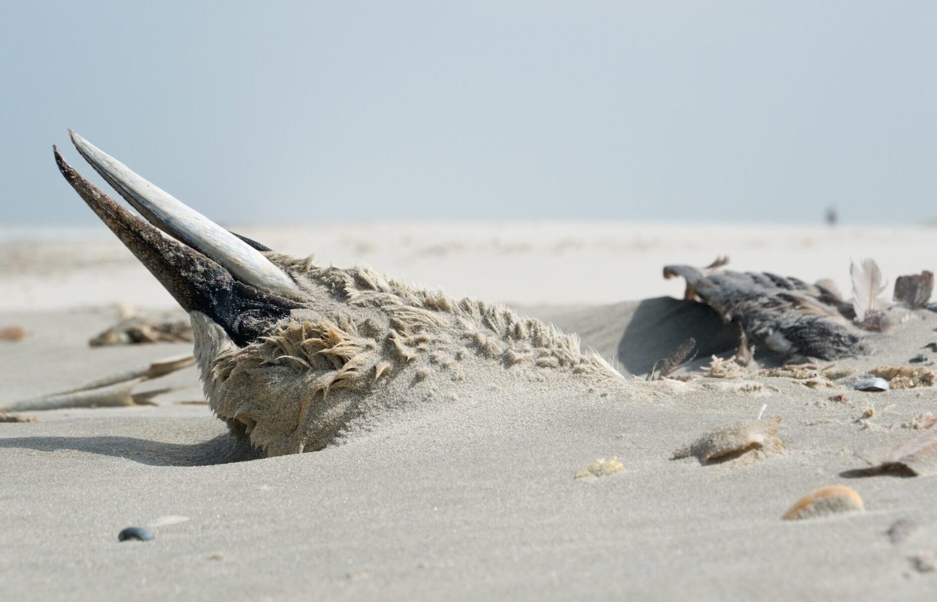 Deceased-Northern-Gannet-by-Matauw-On-Shutterstock-scaled-e1704385892381