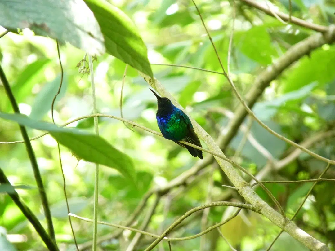 Santa-MArta-Sabrewing A male Santa Marta Sabrewing. The species was rediscovered in Colombia’s Sierra Nevada de Santa Marta in July 2022. The hummingbird had not had a documented sighting in 12 years. © Yurgen Vega/SELVA/ProCAT