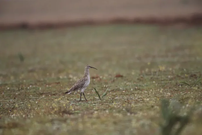 Slender-billed-Curlew-Morocco-2-Chris-Gomersall-rspb-images.com_ The Devastating Extinction of the Slender-Billed Curlew