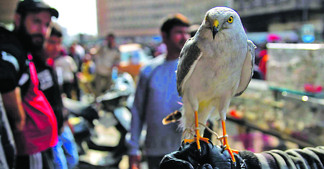 Al-Ghazal market in Baghdad: some shops sell rare wild birds