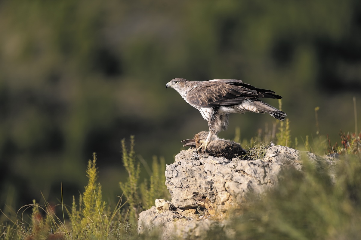 Photo: Fouad Itan