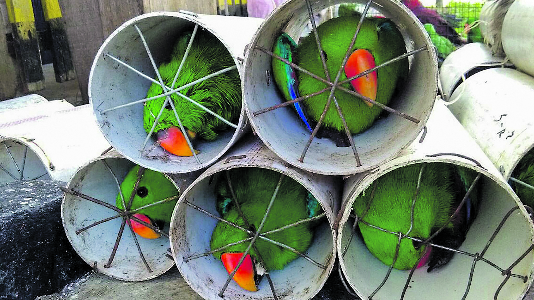 Exotic Indonesian birds smuggled in drain pipes