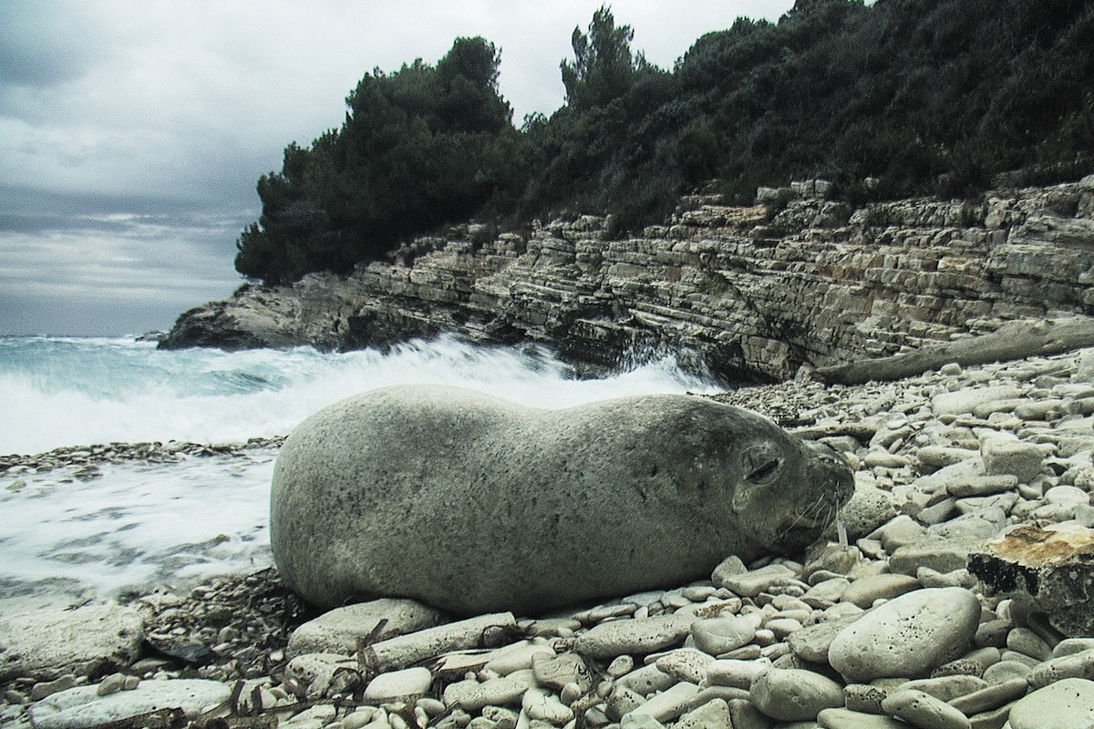 Monk seal sightings in Lebanon: Over a period of 17years (2003 – April 2020), 47 monk seal sightings were
recorded in Lebanon between Beirut and Tripoli.
