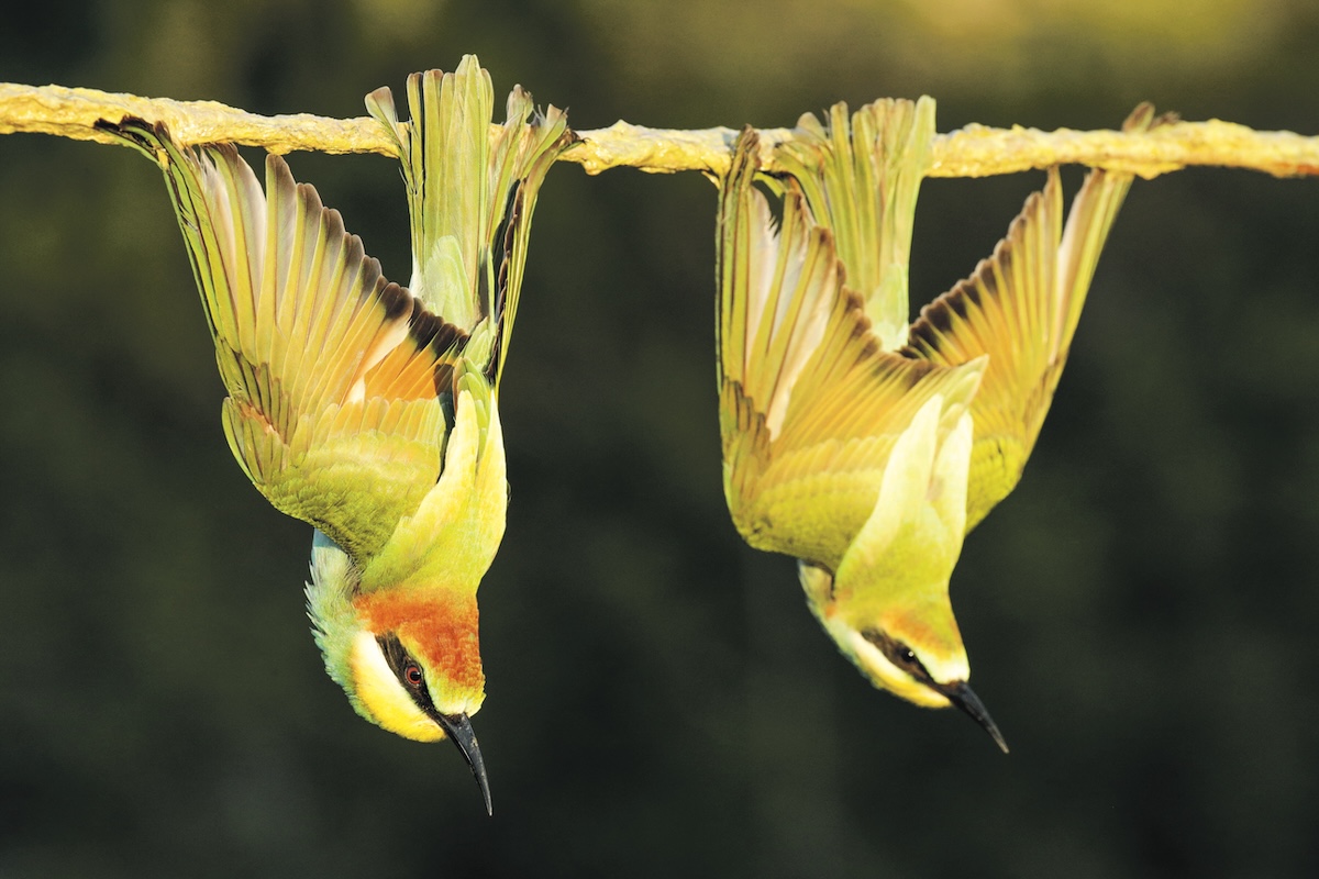 Two European Bee-Eaters Trapped on a Glue Stick in Cyprus