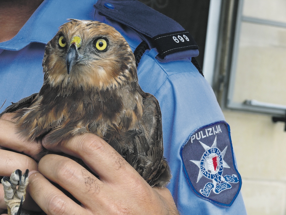 A policeman holding a shot marsh harrier