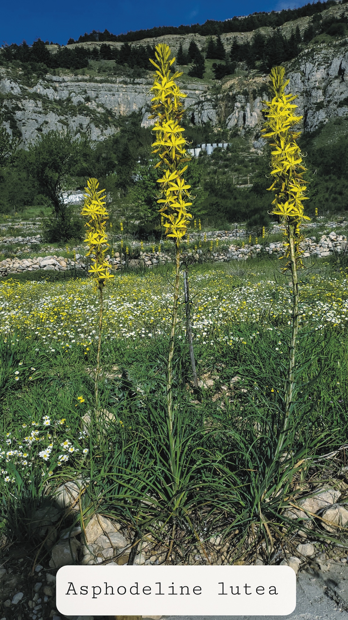 Asphodeline lutea, a flower endemic to Lebanon