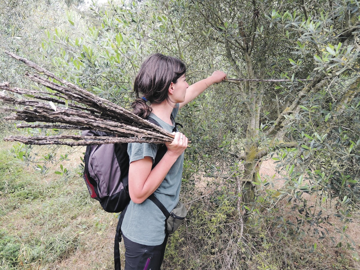 A Cypriot guard removes limestick from olive trees