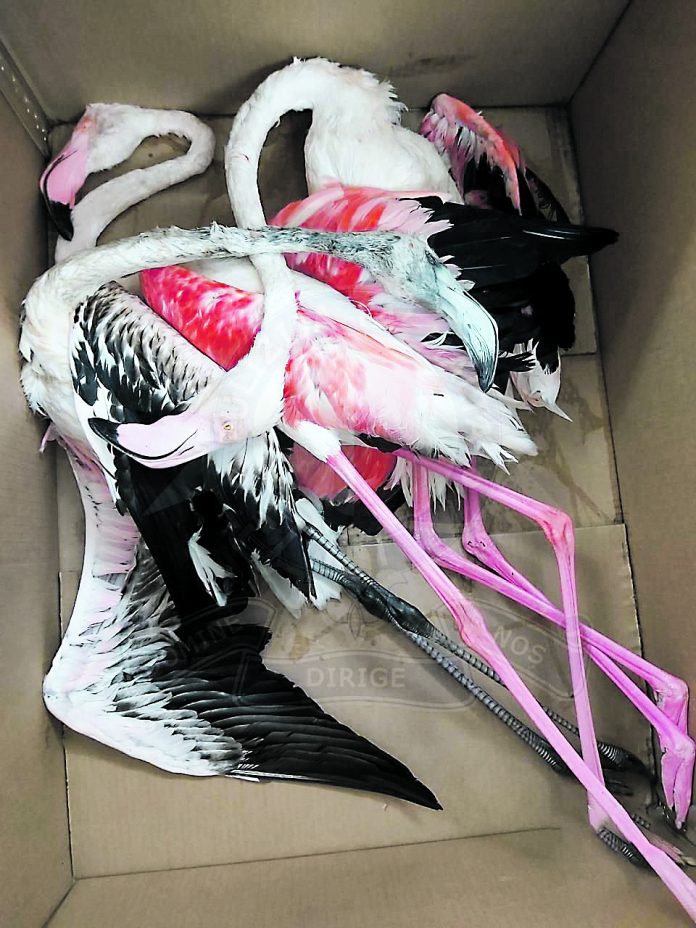 3 Greater Flamingos_Oct 2021_Malta Police Force Greater flamingos seized in October 2021. The hunter was sentenced with a one- year jail term, confiscation of his shotgun and revocation of his hunting licence for life