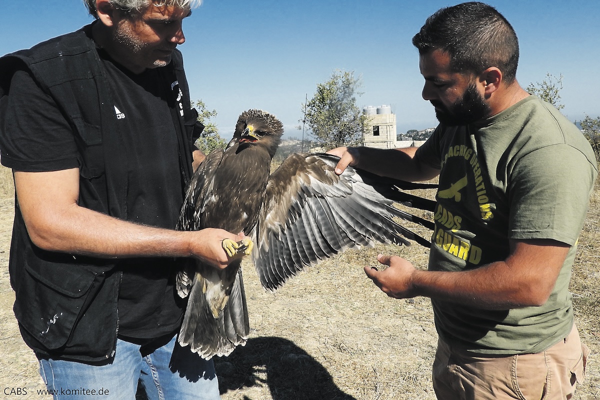 A Lesser Spotted Eagle (Clanga pomarina) was injured by gunfire.Every remaining Lesser Spotted Eagle in the world migrates over Lebanon twice a year. This species is classified as one of international conservation concern.