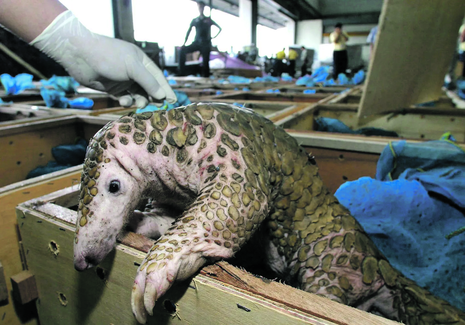A pangolin takes a quizzical look at freedom after forestry officialsseized 245 pangolins at Don Mueang Airport in Thailand