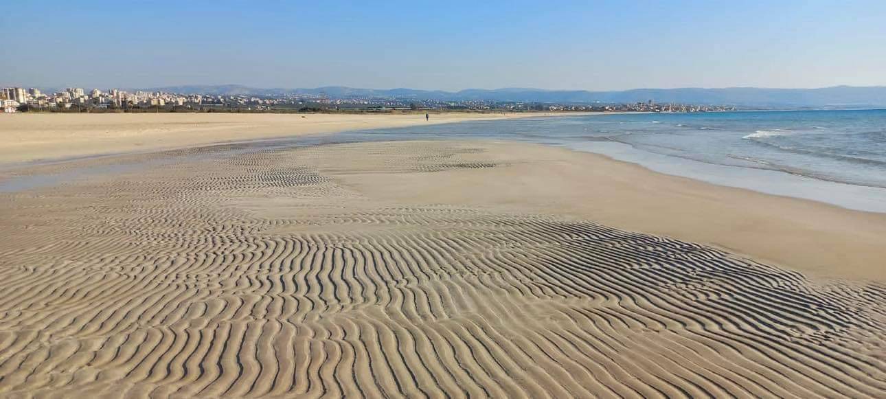 The sand dunes of Tyr Coastal Nature Reserve (TCNR) are vital habitats for vulnerable biodiversity but face ongoing threats from urbanization, sand extraction, and erosion.Photo Source:
TCNR Official Website