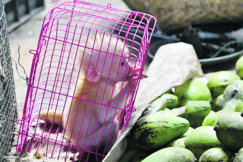 little baby monkey in a cage black market business of wildlife trafficking