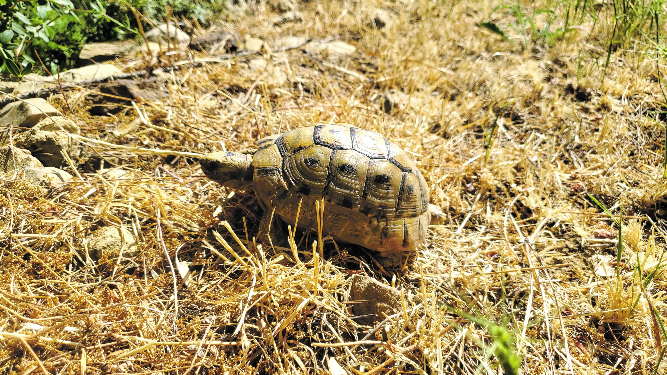 A Greek tortoisein the valley