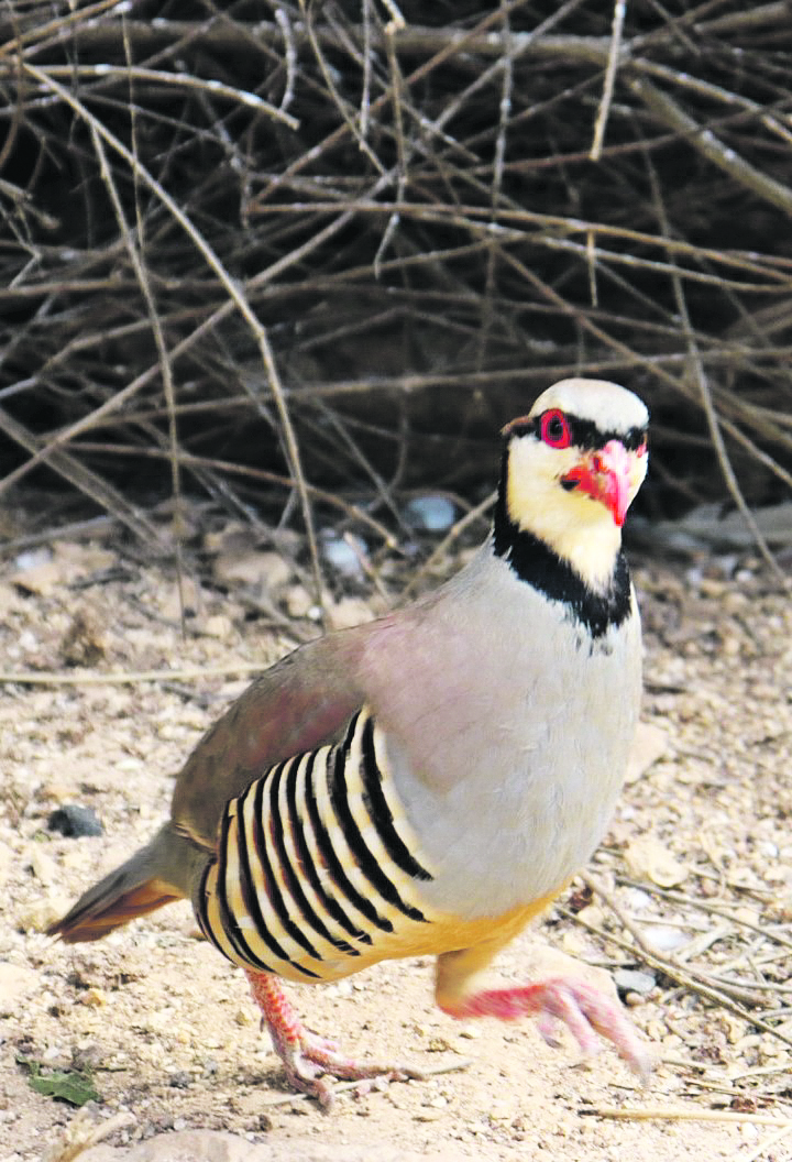 Partridge